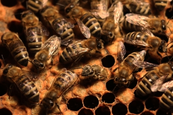 Reportáž | Hobby | Včelařství