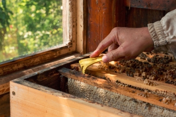 Reportáž | Hobby | Včelařství